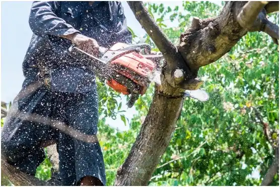 tree services Kansas